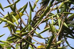 Cryptolepis buchananii